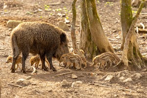 Waldspielplatz Wildpark