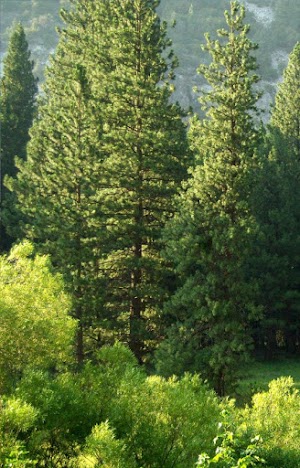 Objekt- und Landschaftspflege BELLRICH